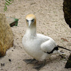Gannets And Boobies